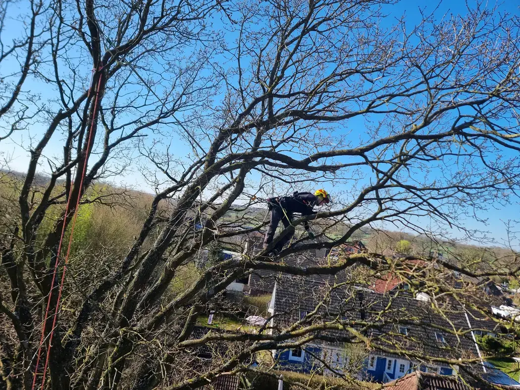 Baumpfleger im Seil in der kahlen Krone einer Eiche über Hausdächern, blauer Himmel