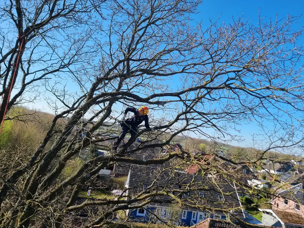 Baumpfleger auf einem Ast hoch über einem Wohngebiet, gesichert mit Kletterseilen