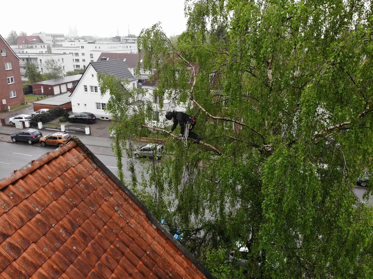 Drohnenaufnahme: Baumpfleger in einer Birke an einer Wohnstraße in Hamburg