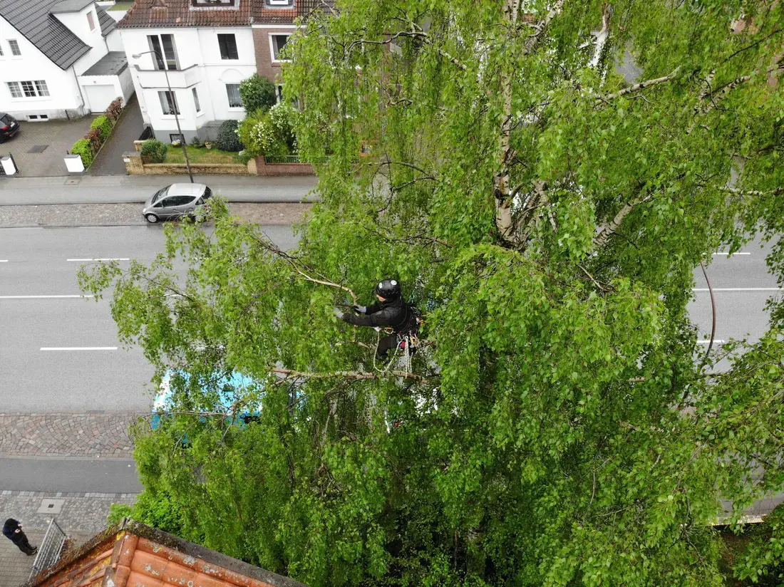 Drohnenaufnahme: Baumpfleger in der Krone einer Birke, dahinter Dächer und Straßen